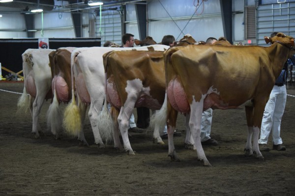 Senior Three Year Old