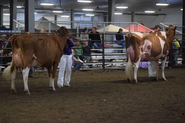 Senior and Grand Champion of the Junior Show