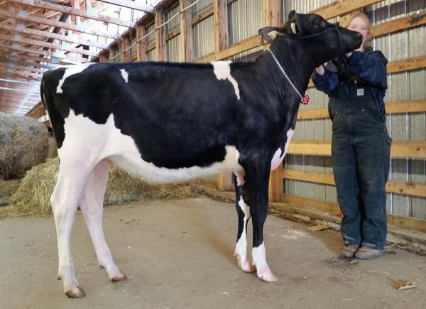 Pierstein Goldwyn Rosie Anne