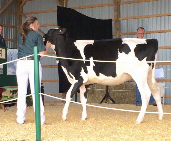 Trent Valley Goldchip Abra 6,