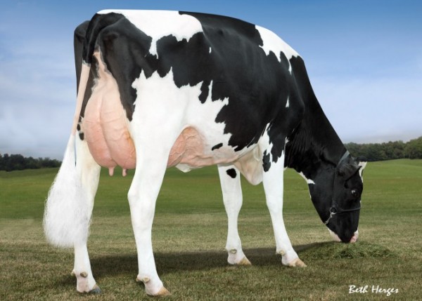 Charley's grand dam:   Larcrest Cale VG-89-USA 1st Lact. (Max Score)