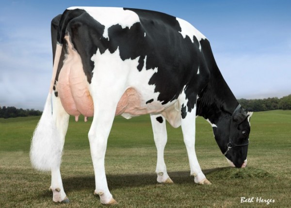 Charley's grand dam: Larcrest Cale VG-89-USA 1st Lact. (Max Score)