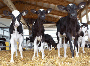 Calf_heifer[1]
