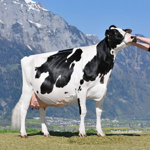 DecrausazOKalibra-Front