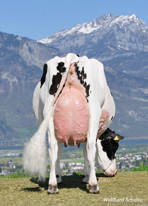 DecrausazOKalibra-rear