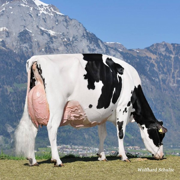 DecrausazOKalibra-rear(graze)