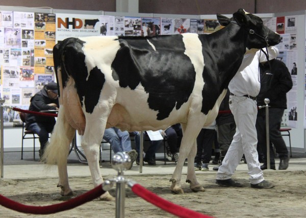 Grand Champion Holstein was also the 2013 IDW’s Grand Champion, Elm Banks Polly Wolly.  
