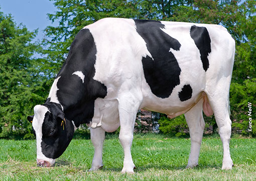 MASCALESE PASSES (25-03-07 – 03-06-15)