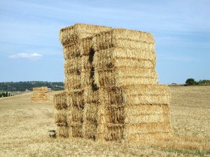 hay-yellow-bale[1]