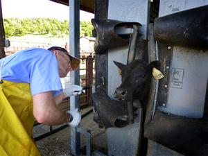 Dr John Angelos inspects a cow for pinkeye