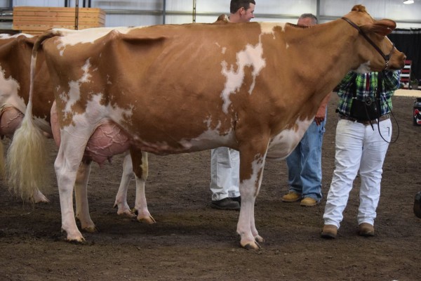 Aged Cow