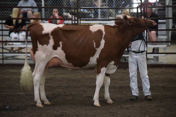 Champion Junior Bred & Owned