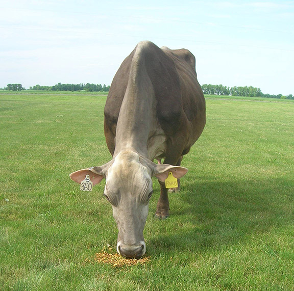 Glad%20Ray%20EJ%20Paris%20ET-frontcropweb[1]