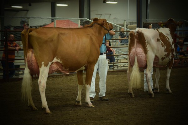 Intermediate Champion