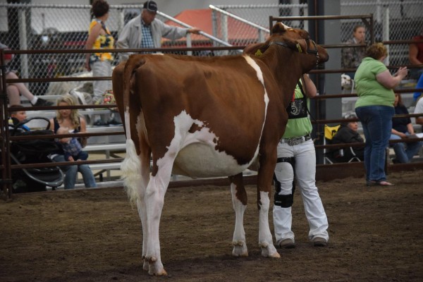 Junior Champion Junior Show