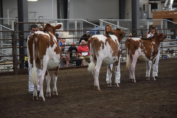 Junior Champion Open Show
