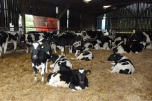 Live-Dairy-Cows-and-Pregnant-Holstein-Heifers.jpg_220x220[1]