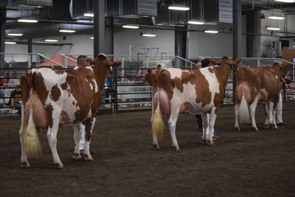 Senior Champion Open Show