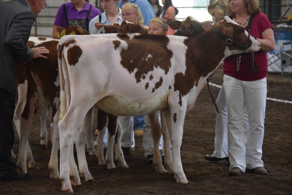 Spring Heifer Calf