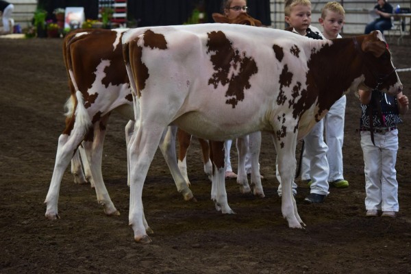 Spring Heifer Calf 9 Years of Age and Under