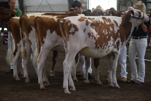 Spring Yearling
