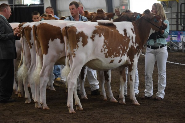 Summer Yearling