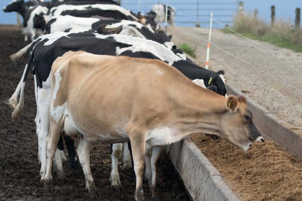  Dairy cows feed at a farm in Hamilton, New Zealand, in March. The dairy industry accounts for more than a quarter of New Zealand’s exports. Photo: Brendon O 