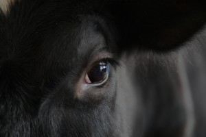 8490788949_7208a5156e_b[1]