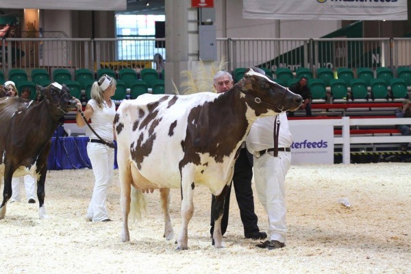 De La Plaine Reality Sting ET (Reality), Ferme de la Plaine, Qc - Photo by Ian Porteous