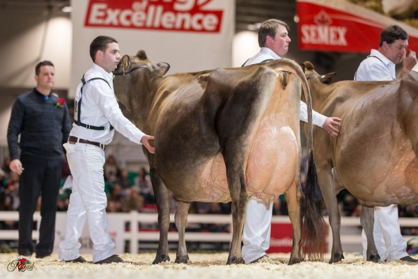 ARETHUSA RESPONSE VIVID 1st place Mature Cow Arethusa Farms 