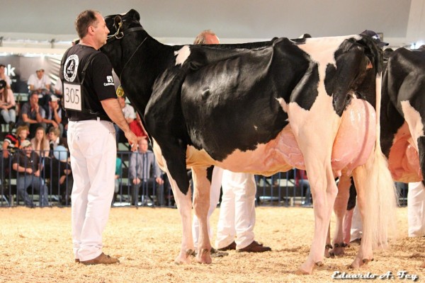 Meara Goldwyn Carly claimed the Grand Champion Title at the recent Holstein National Expo in Brazil