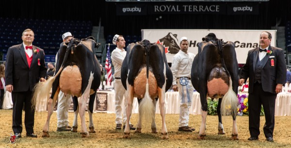 The Royal Winter Fairy Holstein Show 2015 Intermediate Champion CO-VALE DEMPSY DINA 4270 1st Place Senior 2 Year Old The Royal Winter Fair Holstein Show 2015 Ransom Rail, Robert Landis, Olivia Gold Reserve Intermediate Champion ROBELLA GOLDWYN EDGELEY 1st Place Senior 3 Year Old The Royal Winter Fair Holstein Show 2015 Ferme Jean Petitclerc Honourable Mention Intermediate Champion GAEMENCHET SID KATIA 1st Place Junior 3 Year Old The Royal Winter Fair Holstein Show 2015 Milk Source Genetics
