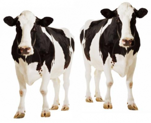 Cloned_cow[1]