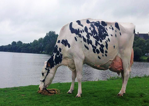 The French 'Cow of the Year' for 2015, following 18 days of internet voting, is the well-known Amarante.