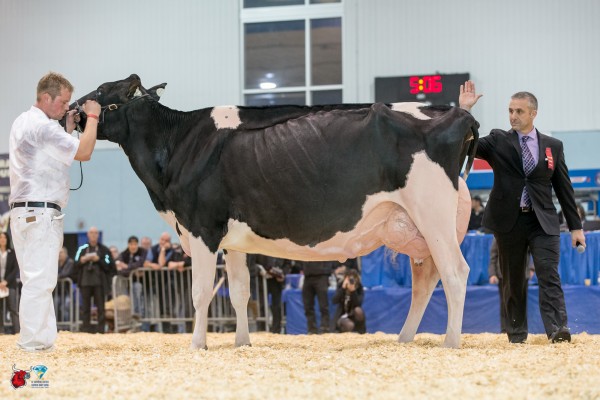 JACOBS ATWOOD VEDETTE Grand Champion Bred and Owned FERME JACOBS