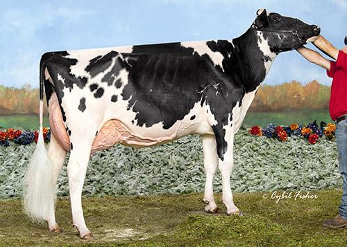Siemers Braxton Marabel EX92-94MS