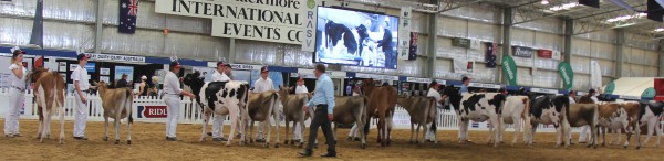 All breeds were celebrated in the Youth Show.
