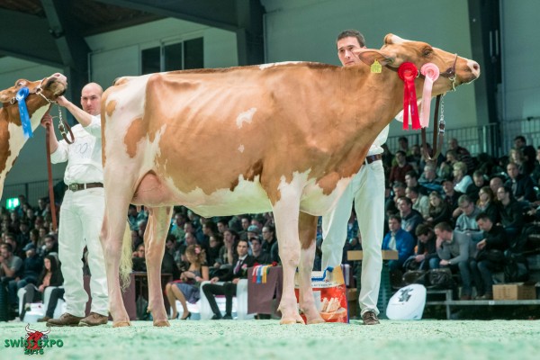 Majoric Texas TAMARA 1st place class 7 - 2016 Swiss Expo Red & White Show Frédéric et fils Overney, 1626 Rueyres-Treyfayes