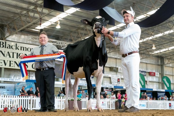 Bluechip Goldchip Beciee Junior Champion - International Dairy Week 2016 Bluechip Genetics