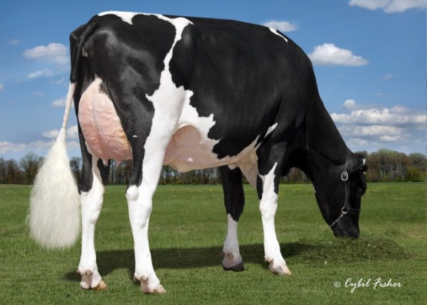 Golden-Rose Raspberry sired by GenerVations Epic has become the breeds first 18th generation Excellent. Congratulations to her breeders Golden-Rose Genetics, (PA) on this tremendous accomplishment.