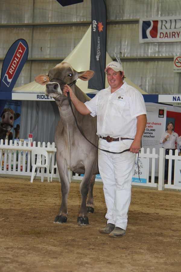 Ben Govett with his 2016 Grand Champion Brown Swiss, Tandara Dynasty Fortuna 2.