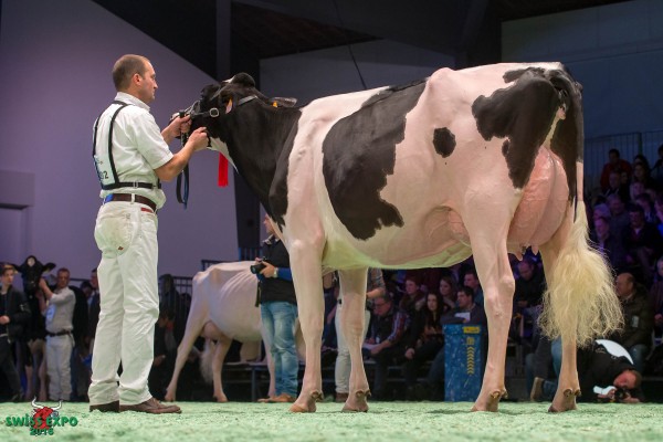 Du Bon Vent INKAPI 1st place Class 11 - Swiss Expo Holstein Show 2015 All Beltramino / Bag2 / Al.Be.Ro. / Bach/Sarreri (Italia)