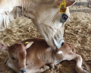 Paul Larson's Jersey produce 65 to 70 percent heifer calves thanks to gender selected semen.