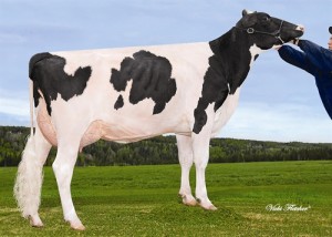 Mr Icone Penny’s 3.dam, Beaucoise Planet Plane VG-86-2yr 6*.