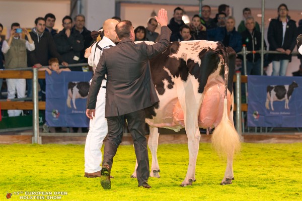 BEL BARCLAY SELEN Senior Champion European Open Holstein Show