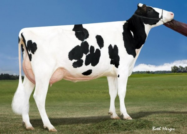 Ms Delicous Nightout’s dam, Miss OCD Robst Delicious VG-87. Nightout is full-sister to the Nr.13 TPI sire, Donatello.