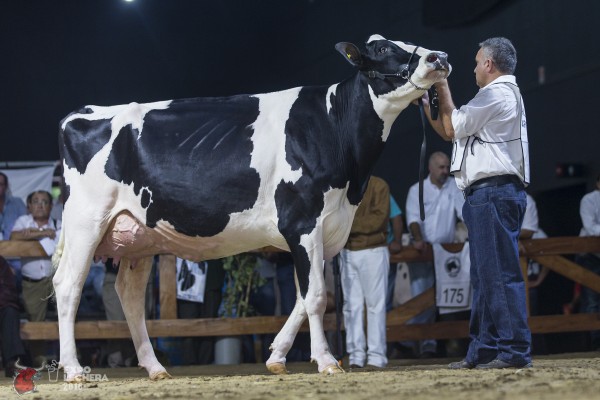 DON MINGO ALTARIA 5013 ATWOOD Sire: MAP:LE-DOWNS-I G ATWOOD 1st place Senior 2 Year Old - Expo Lechera / World Holstein Conference Exhibited by: SYC TAMBOS S.A.
