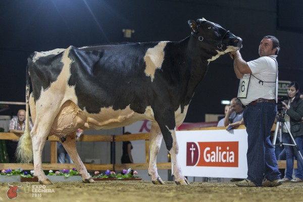 CAMPAZU DEDALITA 2380 MR BURNS Sire: DUDOC MR BURNS 1st place Production Cow- Expo Lechera / World Holstein Conference Exhibited by: CAMPAZU S.A.
