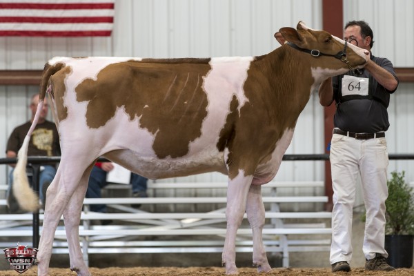 RUANN CONSTACE-46398-RED-ET 1st place Winter Yearling