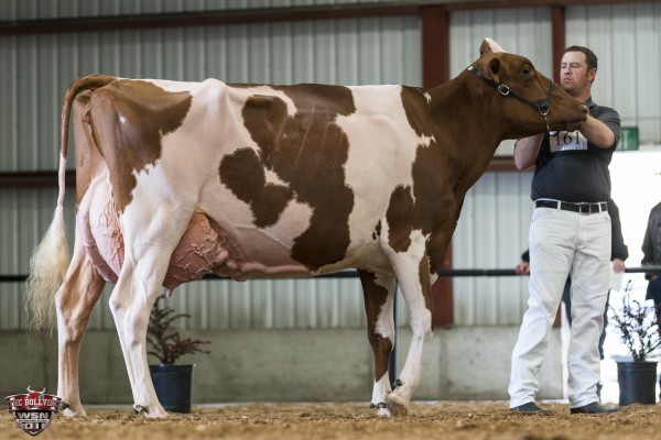 RUANN R CONQUEST-14459-RED 1st place Red and White Five Year Old